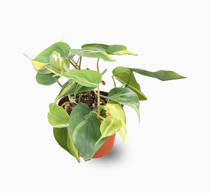 philodendron dubai Philodendron Brasil