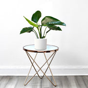 Philodendron Congo Green 30 - 40.cm - Greensouq -