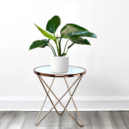 Philodendron Congo Green 30 - 40cm - Greensouq - 