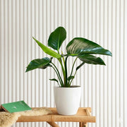 Philodendron Congo Green 30 - 40.cm - Greensouq - 