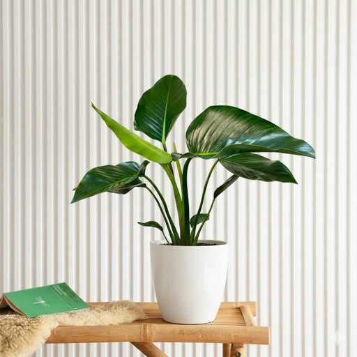 Philodendron Congo Green 30 - 40.cm - Greensouq - 