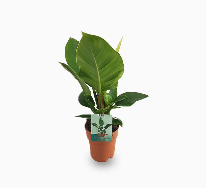 philodendron dubai Philodendron Imperial Green