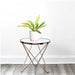 Philodendron 'Ring of Fire' – 30cm - Greensouq - 