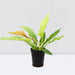 Philodendron 'Ring of Fire' – 30cm - Greensouq - 
