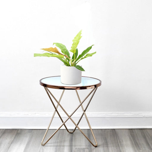 Philodendron 'Ring of Fire' – 30cm - Greensouq - 