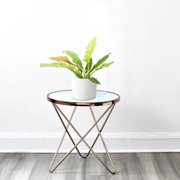 Philodendron 'Ring of Fire' – 30cm - Greensouq - 