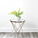 Philodendron 'Ring of Fire' – 30cm - Greensouq - 