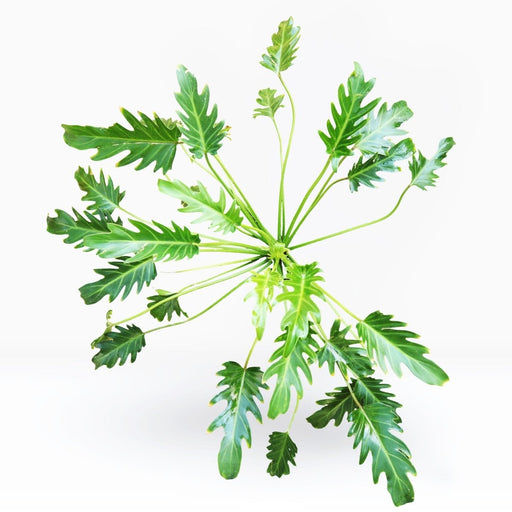 Philodendron Xanadu - Greensouq - 