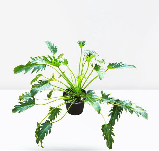 Philodendron Xanadu - Greensouq - 