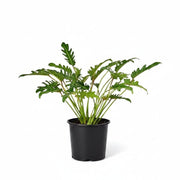 Philodendron Xanadu - Greensouq - 