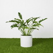 Philodendron Xanadu - Greensouq - 