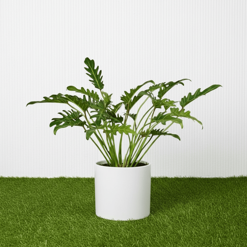 Philodendron Xanadu - Greensouq - 