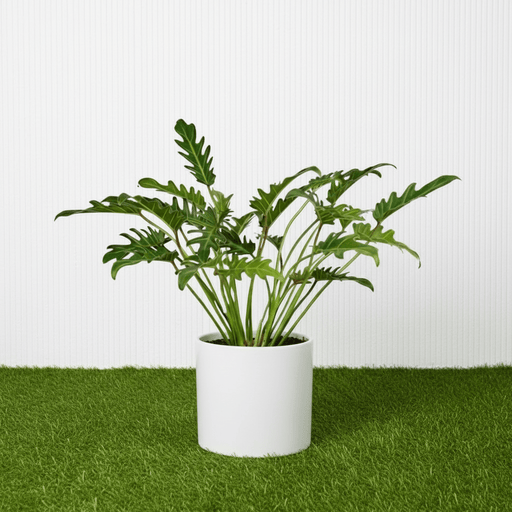 Philodendron Xanadu - Greensouq - 