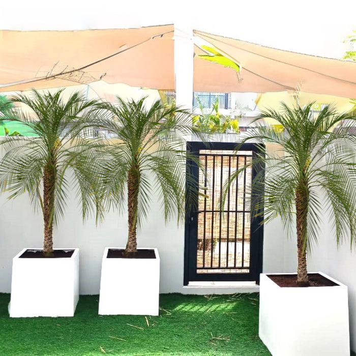 phoenix robeleni in grp pot