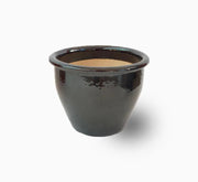 Phoenix Roebelenii - Greensouq - 