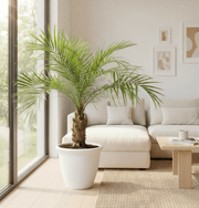 Phoenix Roebelenii - Greensouq - 