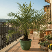 Phoenix Roebelenii - Greensouq - 