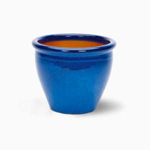 Phoenix Roebelenii - Greensouq - 