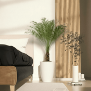 Phoenix Roebelenii - Greensouq - 