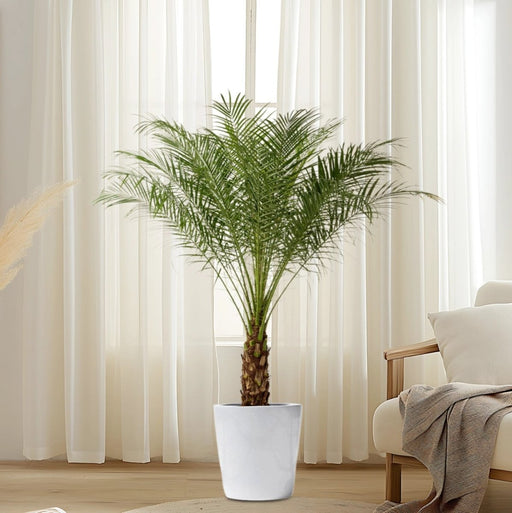 Phoenix Roebelenii - Greensouq - 