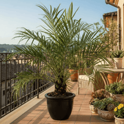 Phoenix Roebelenii - Greensouq - 