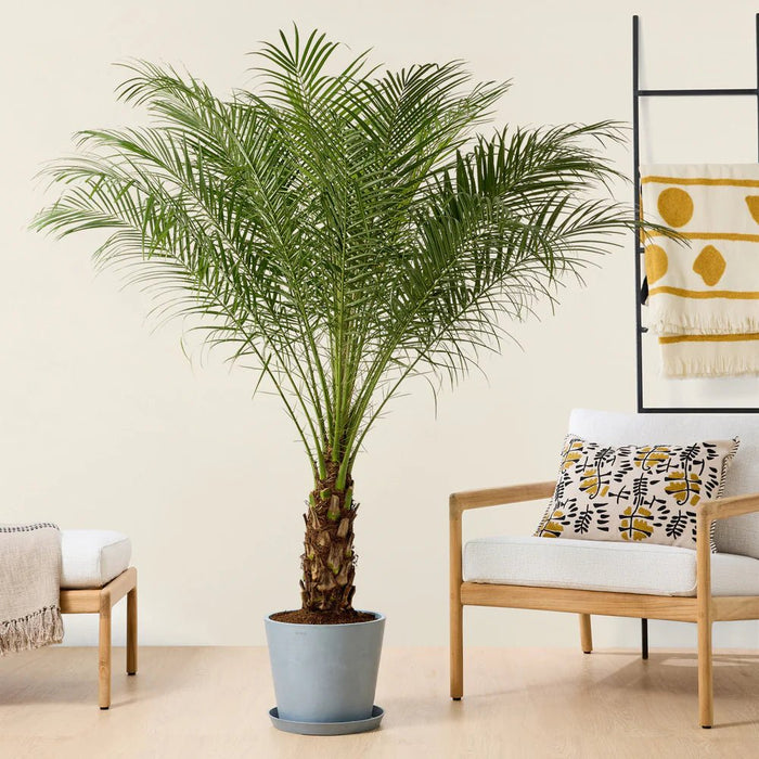 Phoenix Roebelenii - Greensouq - 
