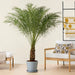Phoenix Roebelenii - Greensouq - 