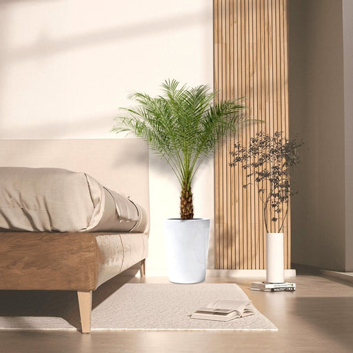 Phoenix Roebelenii - Greensouq - 