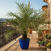 Phoenix Roebelenii - Greensouq - 