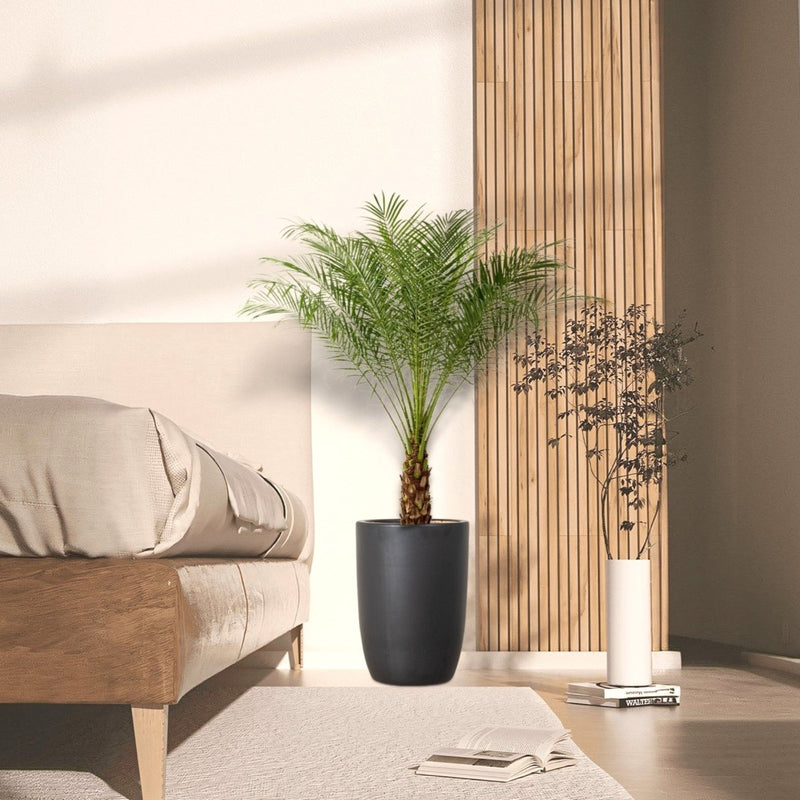 Phoenix Roebelenii - Greensouq - 
