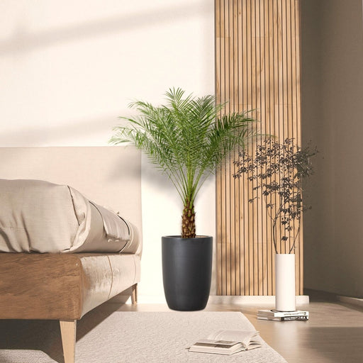 Phoenix Roebelenii - Greensouq - 