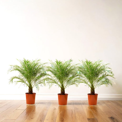 Phoenix Roebelenii Bundle (Set of Three) - 0.6m to 0.8m - Greensouq - 