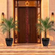 Phoenix Roebelenii | Dubai's Best Selling Plants! - Greensouq -