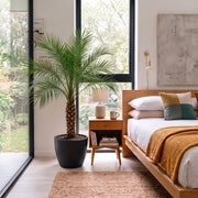 Phoenix Roebelenii | Dubai's Premium Tropical Palm! - Greensouq -
