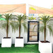 Phoenix Roebelenii in Grp Pot - Greensouq - 