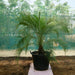 Phoenix Roebelenii "Miniature date palm"(outdoor) - Greensouq - 