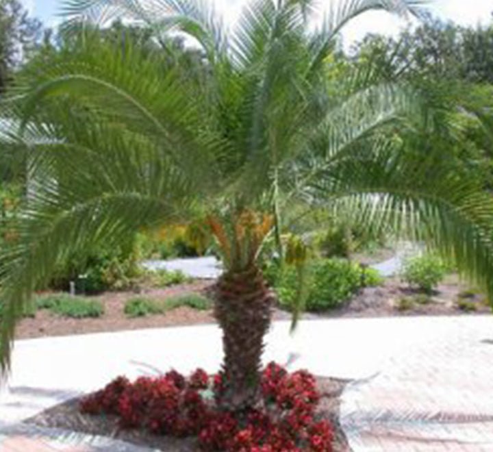 Phoenix Roebelenii "Miniature date palm"(outdoor) - Greensouq - 