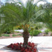 Phoenix Roebelenii "Miniature date palm"(outdoor) - Greensouq - 