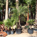 Phoenix Roebelenii "Miniature date palm"(outdoor) - Greensouq - 