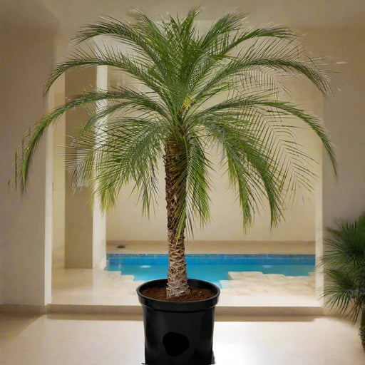 Phoenix Roebelenii "Miniature date palm"(outdoor) - Greensouq - 