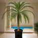 Phoenix Roebelenii "Miniature date palm"(outdoor) - Greensouq - 