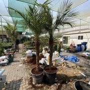 Phoenix Roebelenii "Miniature date palm"(outdoor) - Greensouq - 