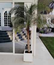 Phoenix Roebelenii / Pygmy Date Palm in white Grp Pot 40x40 - Greensouq - 