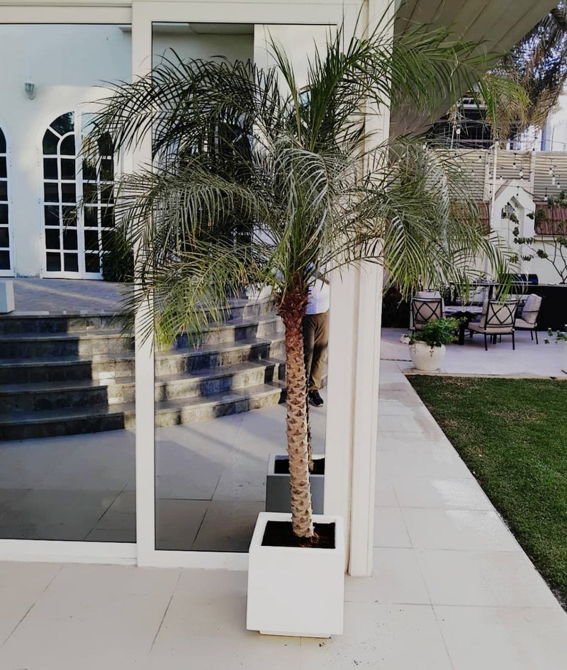 Phoenix Roebelenii / Pygmy Date Palm in white Grp Pot 40x40 - Greensouq - 