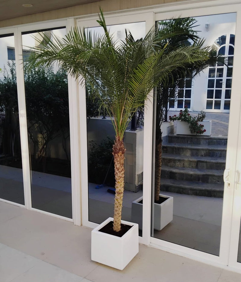 Phoenix Roebelenii / Pygmy Date Palm in white Grp Pot 40x40 - Greensouq - 