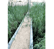Phragmites Australis "Common reed" - Greensouq - 