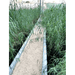 Phragmites Australis "Common reed" - Greensouq - 