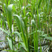 Phragmites Australis "Common reed" - Greensouq - 