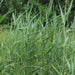 Phragmites Australis "Common reed" - Greensouq - 
