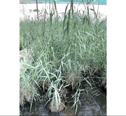 Phragmites Australis "Common reed" - Greensouq - 